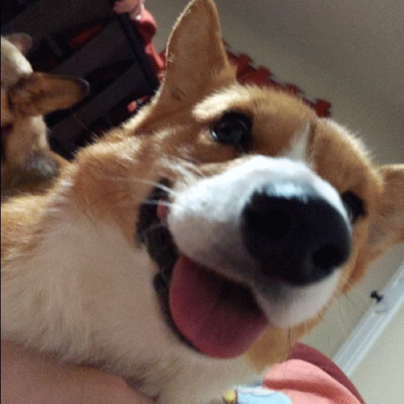 Meet your Posher, C - Picture 1 of 1